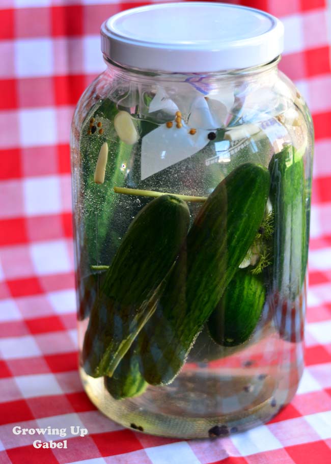 Learning how to make homemade fermented pickles is easy! These full or half sour pickles taste just like Bubbies after sitting for a week in a brine of salt water, herbs and just a small touch of dill. 
