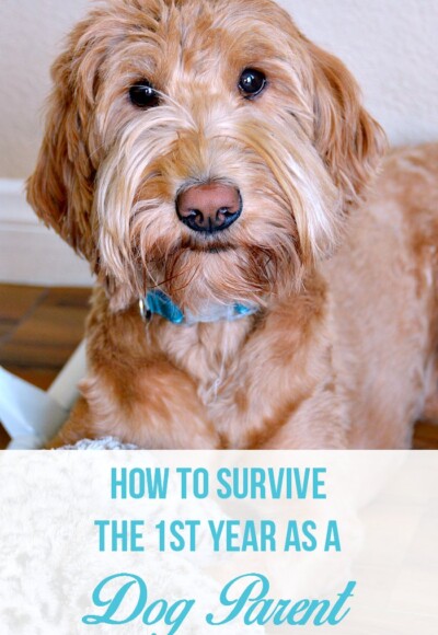 Thinking about getting a dog? Check out these tips on how to survive that first year of being a new dog parent!