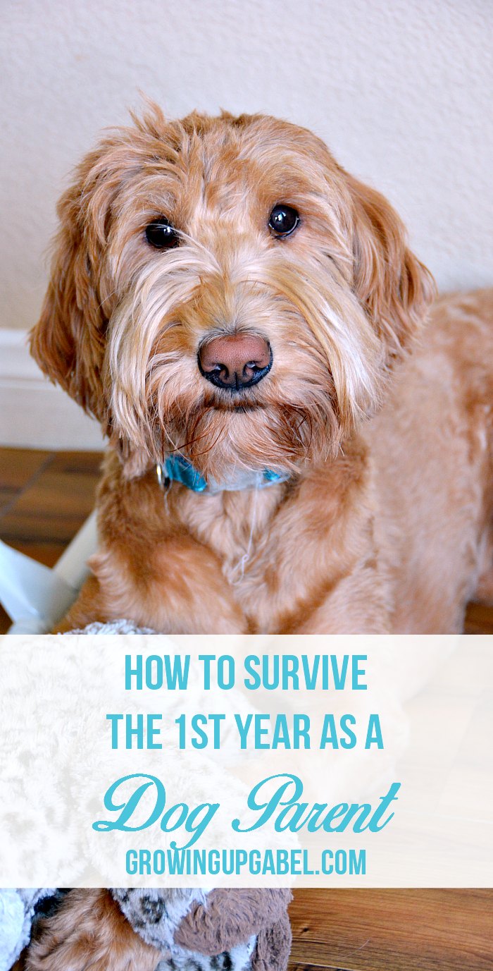 Thinking about getting a dog? Check out these tips on how to survive that first year of being a new dog parent! 