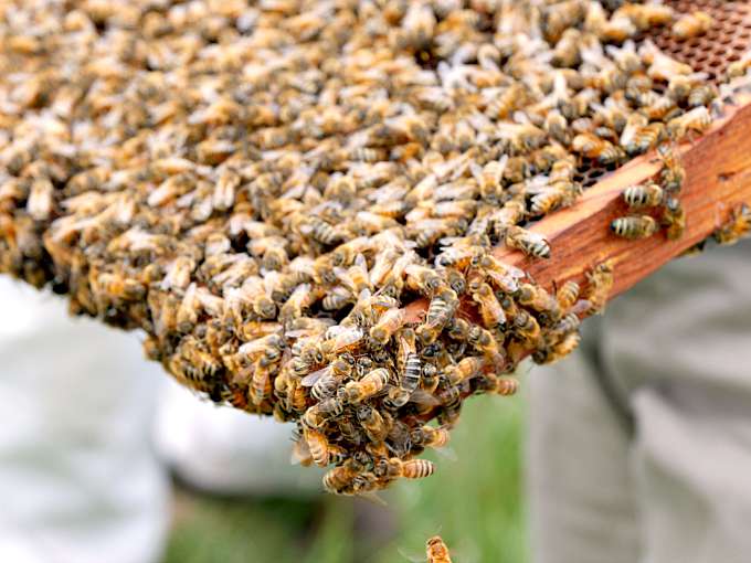 Honey Bees on Comb