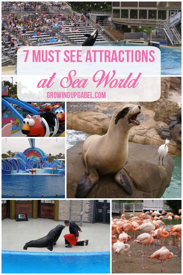 Taking the family to Sea World? Don't miss these must see shows and attractions for a great family vacation!