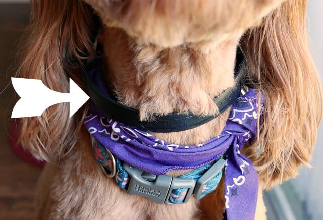 Adaptil Dog Collar for Dog Anxiety