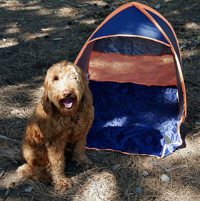 Tent for dogs