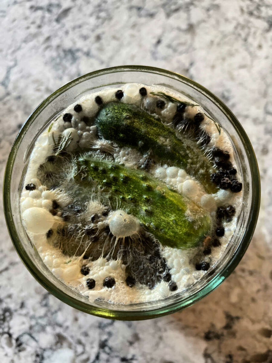 Fermented pickles with briny scum on top