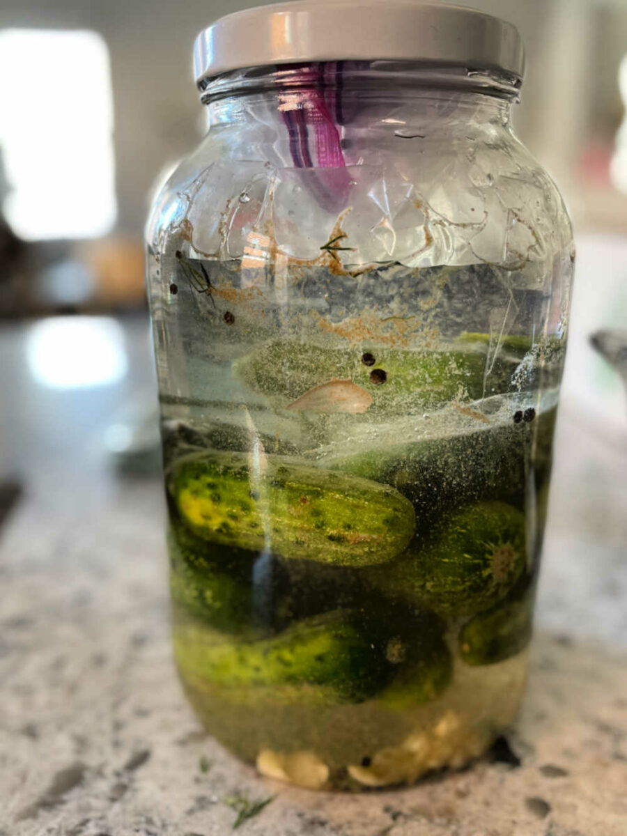Cucumbers in a large glass jar with a bag of water on top.