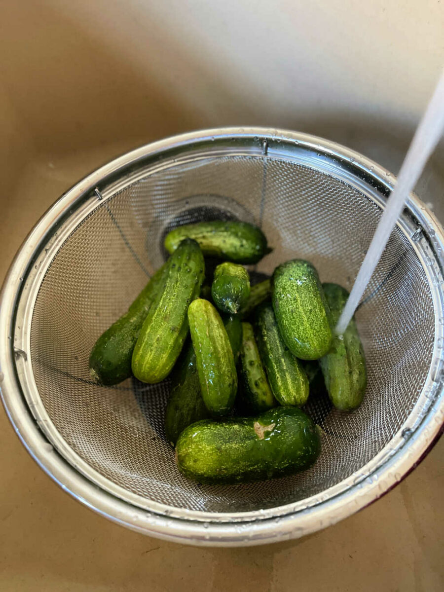 Pickles in a colander in the sink with water running.